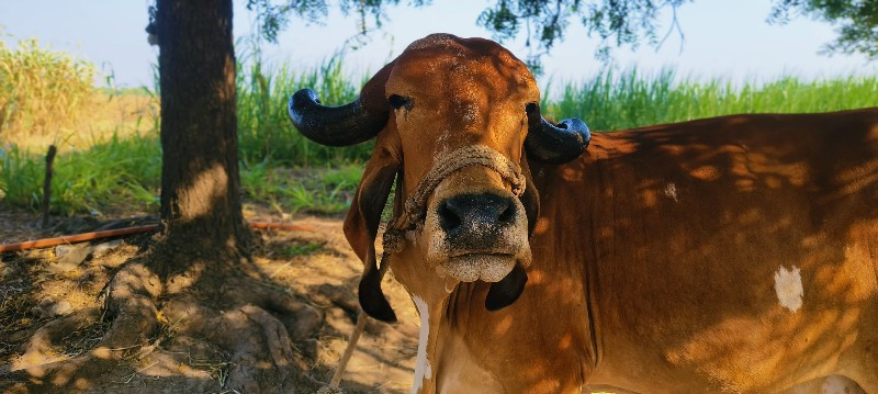 ગાય વેચવાની છે.