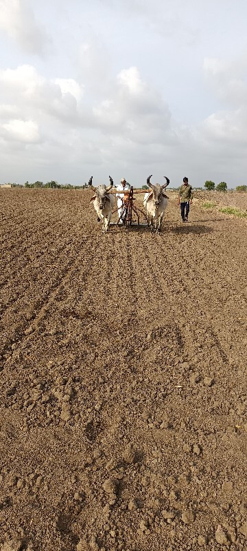 આ બળદ કોય પાસે...