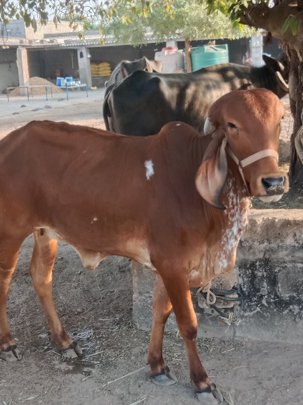 ગીર વાશળી