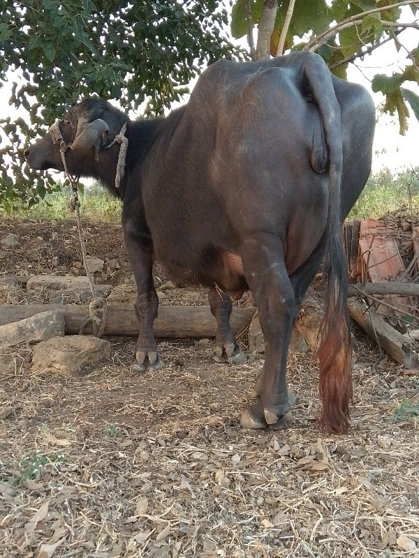 ભેશ વેસવાની છે...