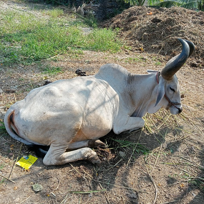 બળદ વેચવાના છે