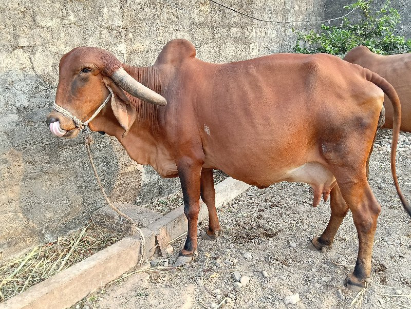 ગીર ગાય વેચવાની...