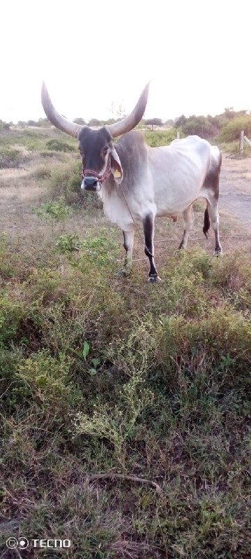 2 જોડી છે માટે...