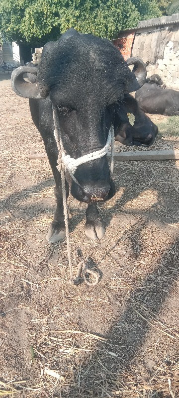 ભૈસ વૈસવાનીસૈ