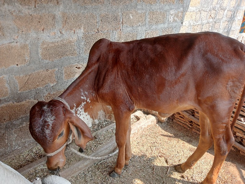 વાછડી વેચવાની છ...