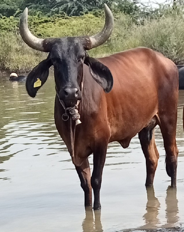 ગાય વેચવાની છે