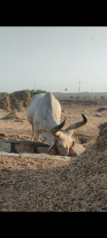 આવો બાળદ લેવાનો...