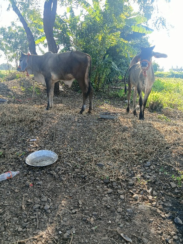 નાના ઘોધલાદેવાન...