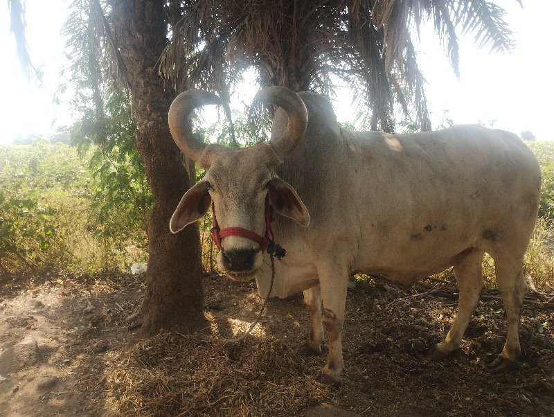 બળદ ૧ નંબર વેચવ...