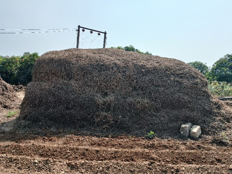 મગફલી ચારો