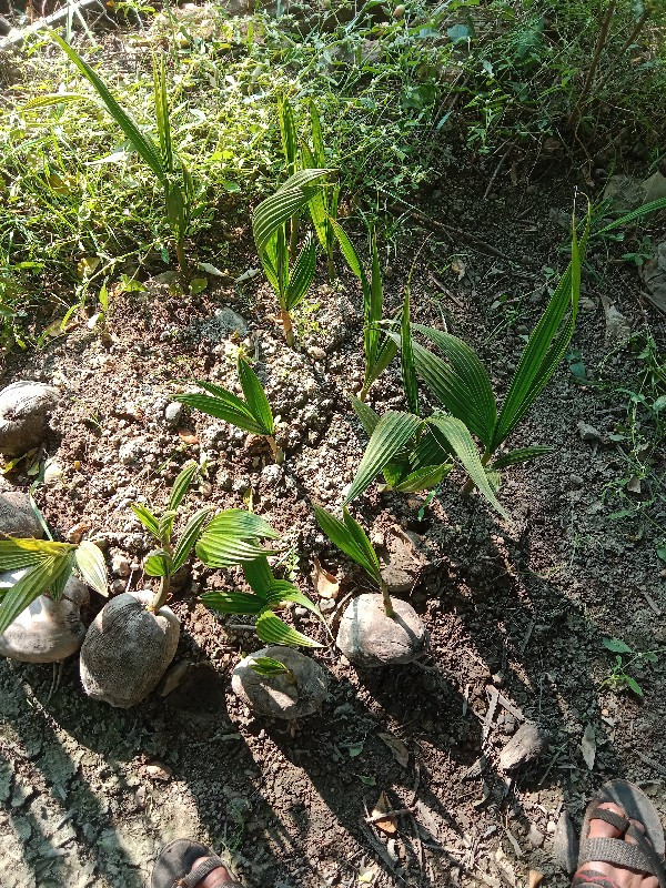 નારીયેળ ના રોપ...