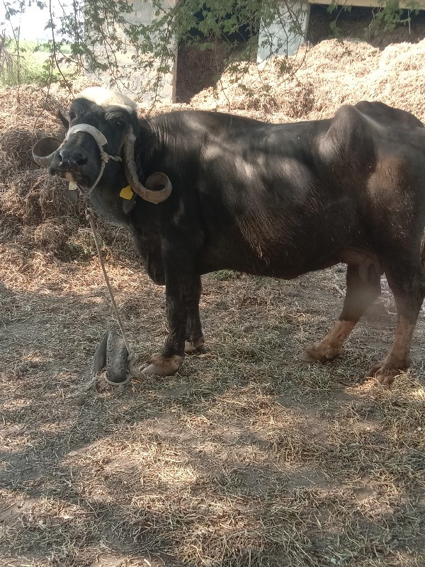 ભેંસ વેચવાની છે