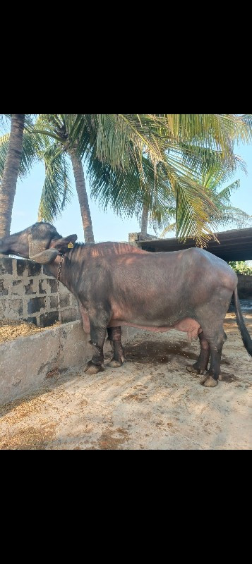 વેશવાનીશે