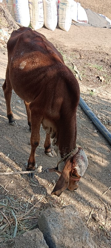 વાછડી વેચવાની છ...