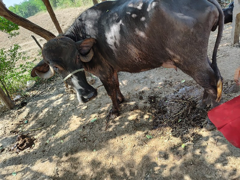 ખડેલુ વેચવાનુ...