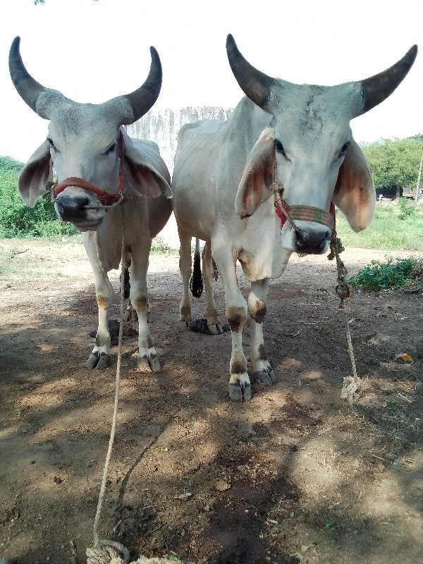 ગોઢલા વેચવાના છ...