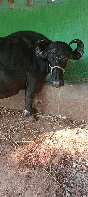 ગાભણ છે