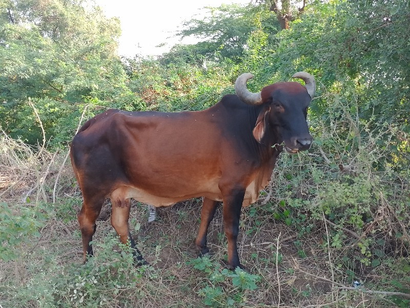 ગાય વેચવાની છે...