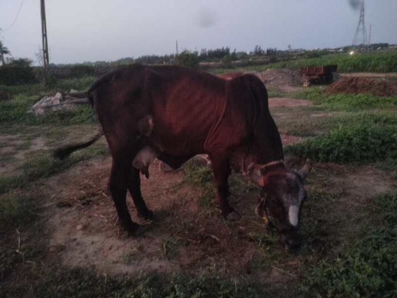 આ બે ગાય વેસવાન...