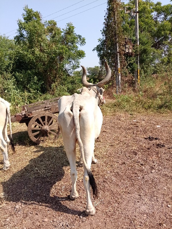 બળદ વેચવાના છે