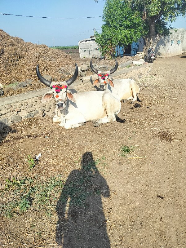 બળદ