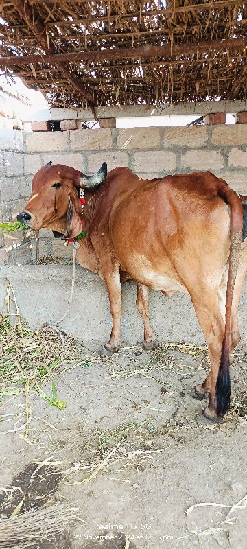 દેશી ગાય વેચવની...