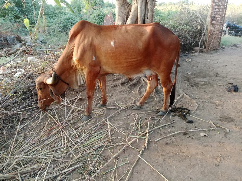 સાટા માં વશેરી...