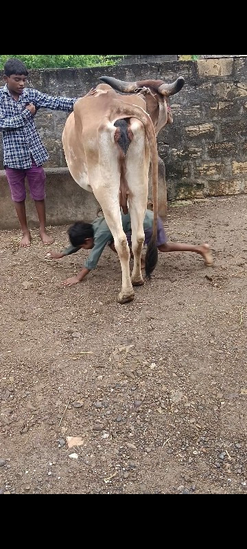 દેશી ગાય વેચવાન...