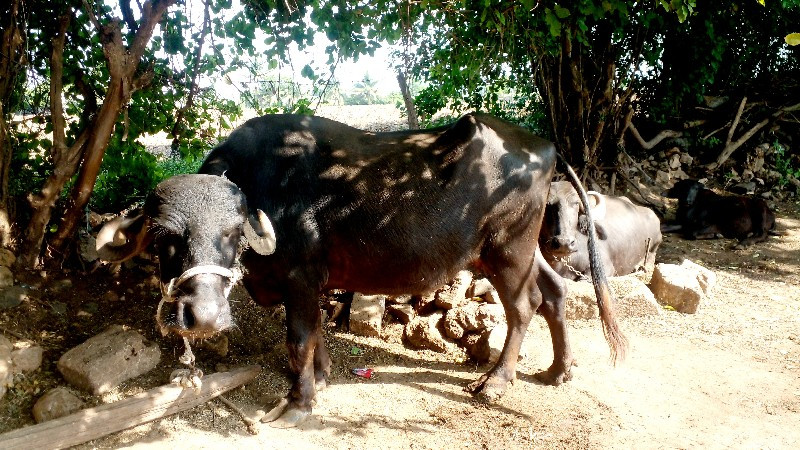 આભેસ બીજુવેતર વ...