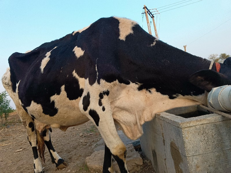 ગાય બે વેશવાની...