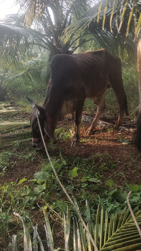 બણદ ગોઢલા.