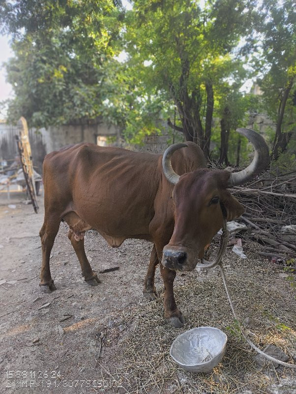 deshi gay vechv...