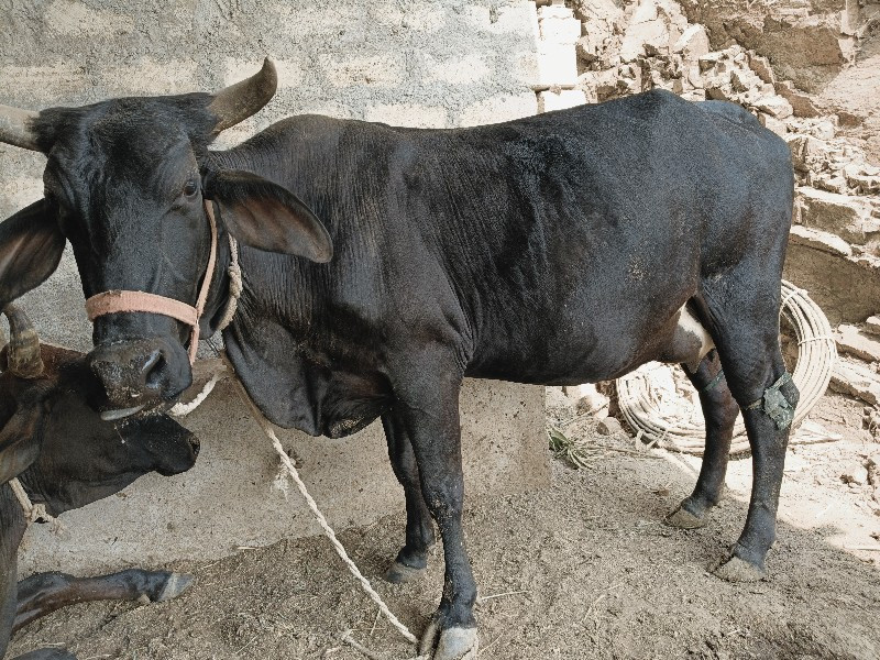 જરશી ગાય વેસવાન...