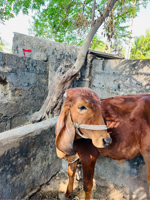 વાસડી વેસવાની છ...