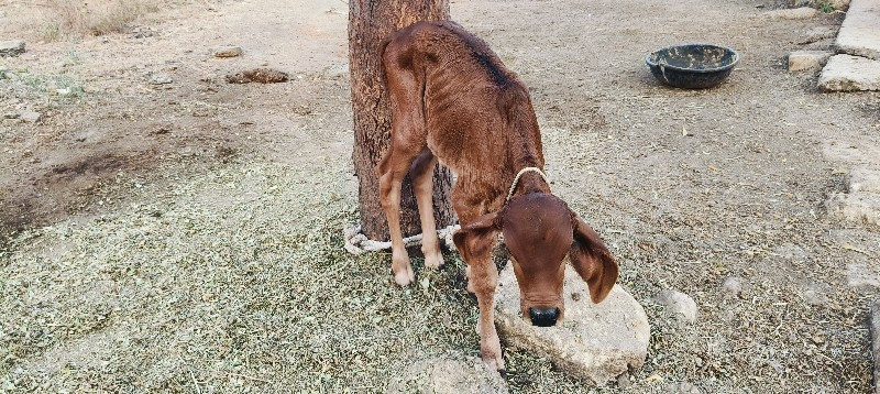 ગાય વેચવાની છે