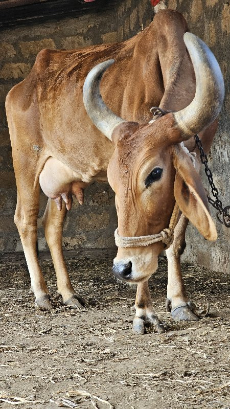 ગાય વેચવાની છે