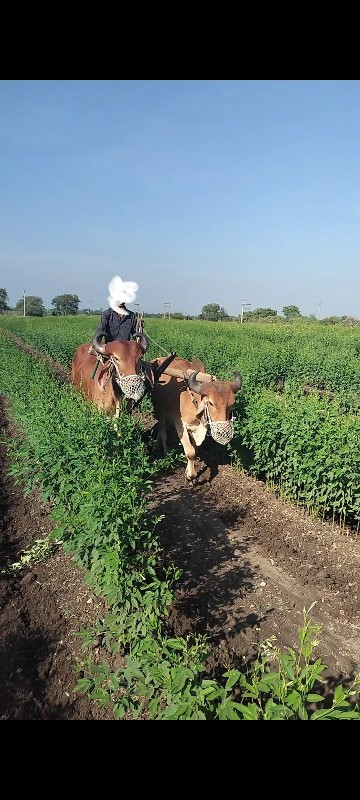 એક વાણીયો આવેલા