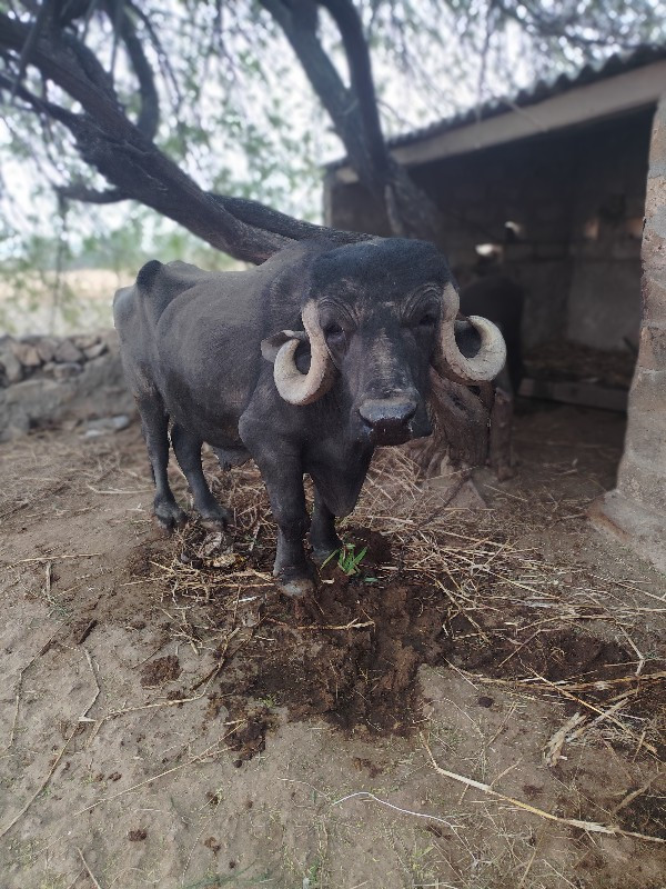 પાડો વેચાવ છે