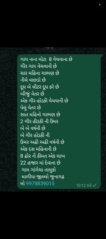 ગાય નાના મોટા...