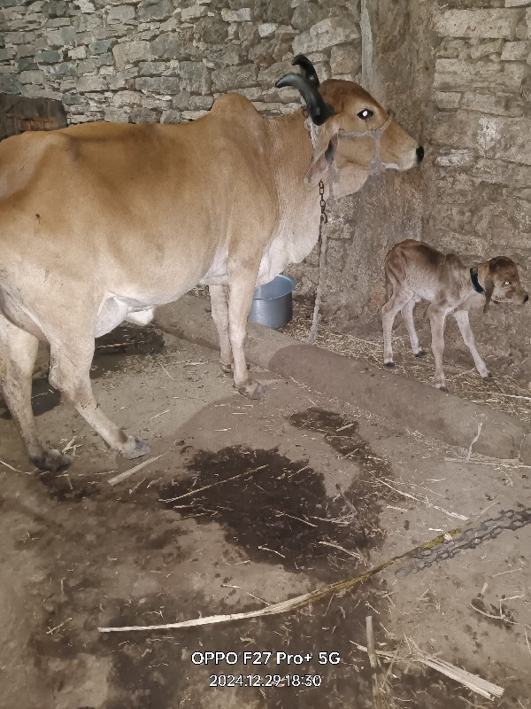 ગાય વેચવાની છે