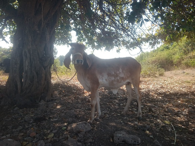 વાછડી વેચવાની છ...