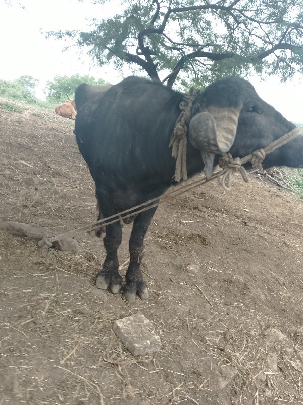 પાડો વેચવાનો છે