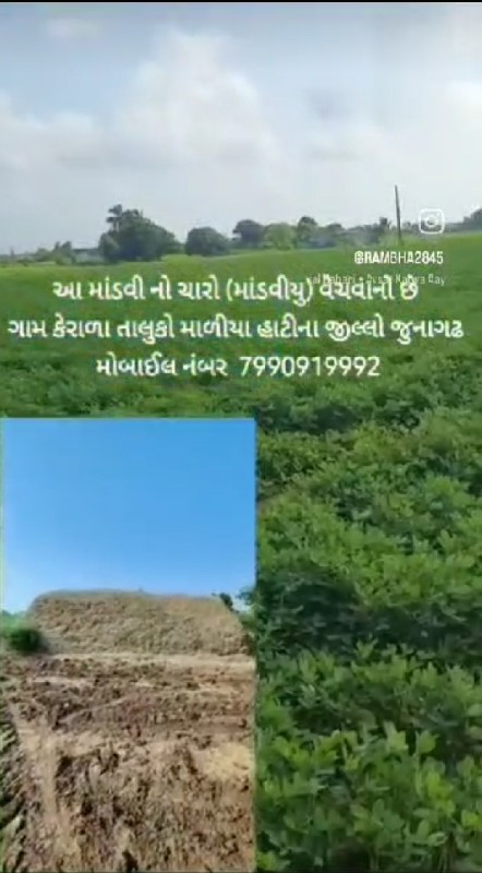 માંડવીયા નો ભુક...