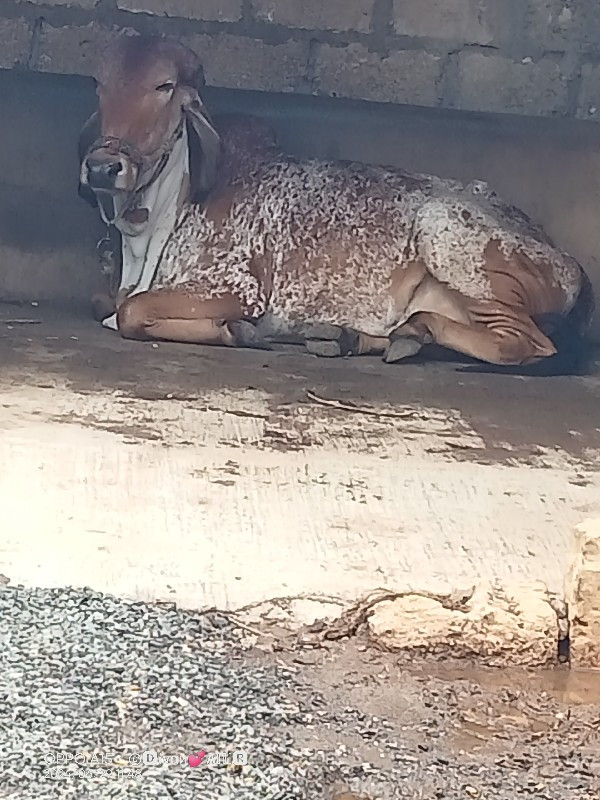 કરશનભાઈ સોલંકી