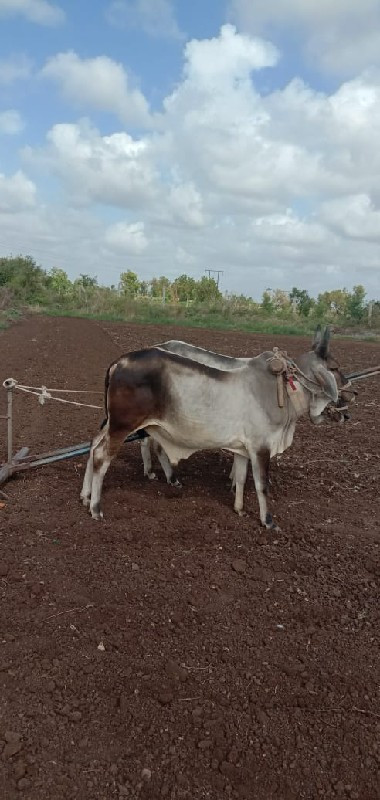 વેશવાના છે