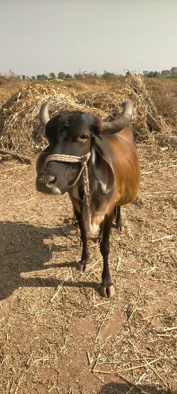 દેશી ગાય વેચવાન...