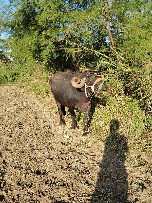 ભેંસ વેચવાની છે