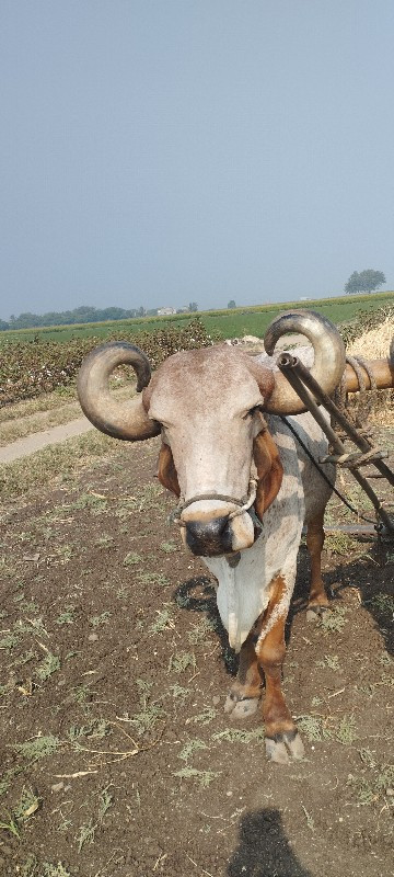 બડદ વેચવાનો એક...