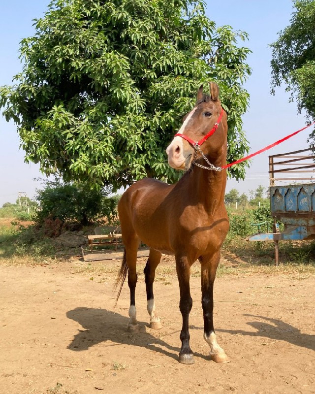 ઘોડી છે દેવદરબા...