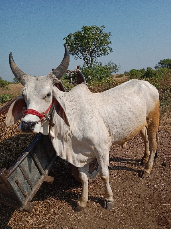 વછડા વેચવાના છે